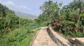 Gest House Felau